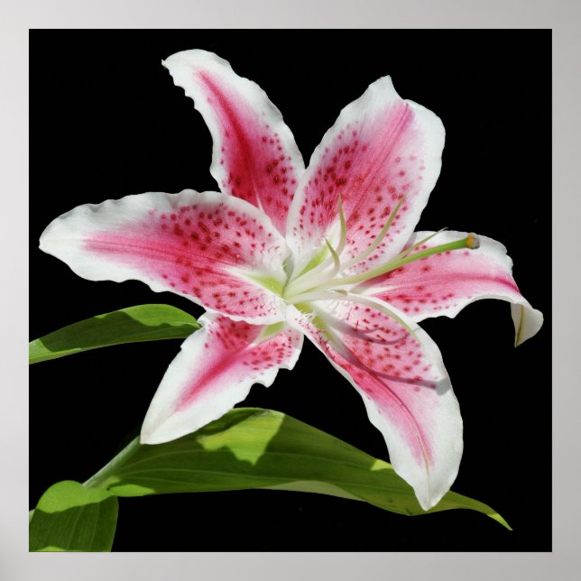 Poster Stargazer Lily (Frente)
