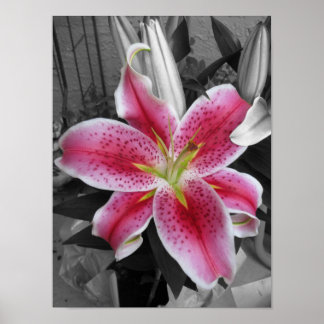 Póster Stargazer Lily