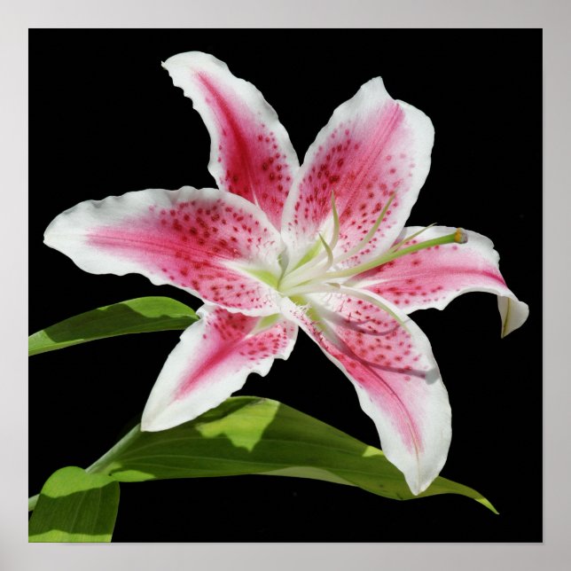 Póster Stargazer Lily (Frente)