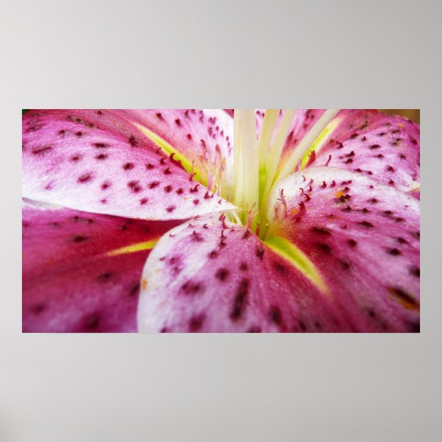 Poster Stargazer Lily Bright Magenta Floral (Frente)
