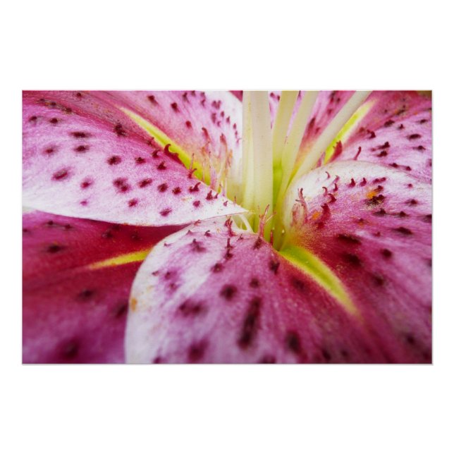 Póster Stargazer Lily Bright Magenta Floral (Frente)