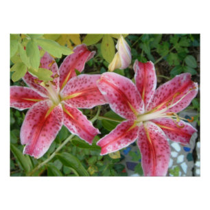 Póster Stargazer Lily Garden Floral