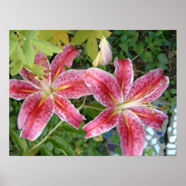 Poster Stargazer Lily Garden Floral (Frente)