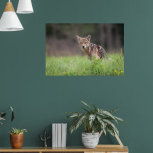 Poster Staring Brown Coyote
