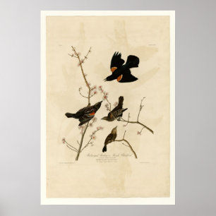 Poster Starling voado vermelho