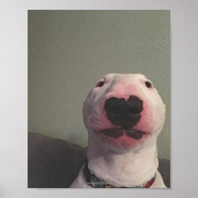 Poster Starring Dog Meme (Frente)