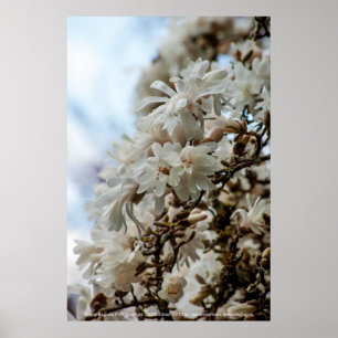 Poster Starry Magnolia 5781