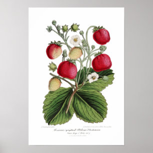 Poster Stawberry