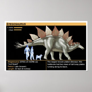 Poster Stegosaurus - Biology Dinosaur Timeline