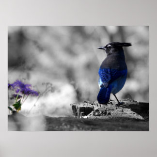 Póster Steller Jay