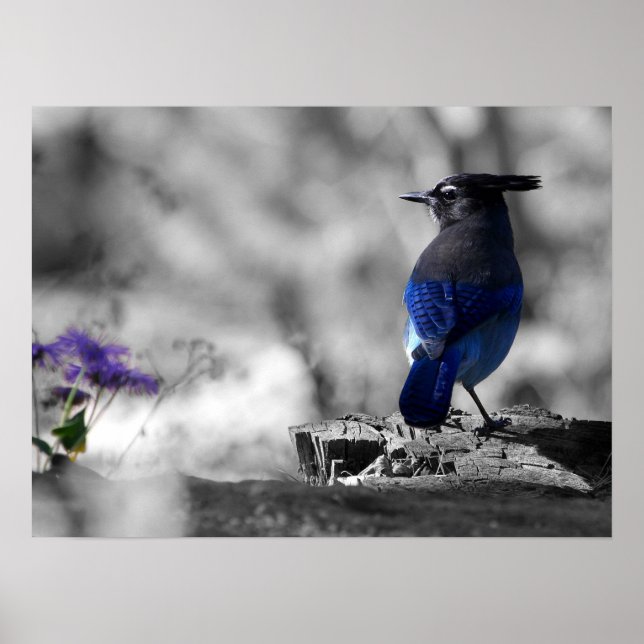 Póster Steller Jay (Frente)