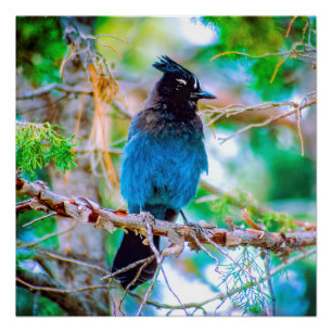 Póster Steller's Jay - Fotografia original