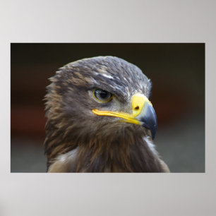 Poster Steppe Eagle Close-Up Portrait