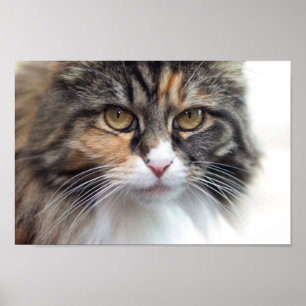 Poster Stern Maine Coon
