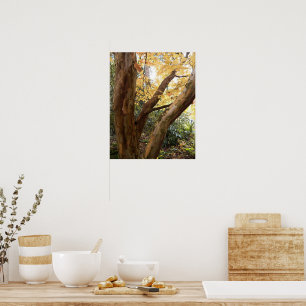 Poster Stewartia japonesa colorida