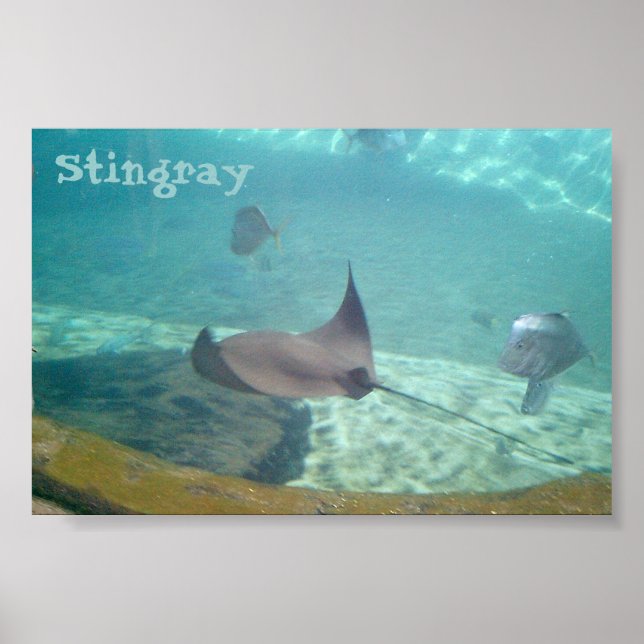 Póster Stingray (Frente)