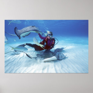 Póster Stingray City, Grand Cayman, Ilhas Cayman,