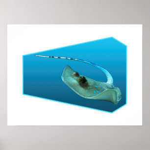 Poster Stingray se movendo! fundo azul gradiente design  
