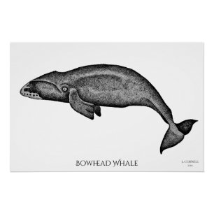 Póster Stippling a baleia de Bowhead da arte