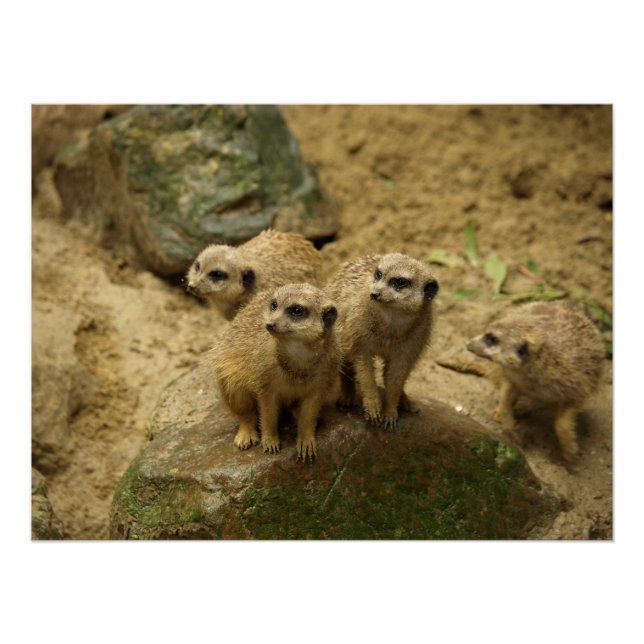 Póster Stokstaartjes, meercat  (Frente)