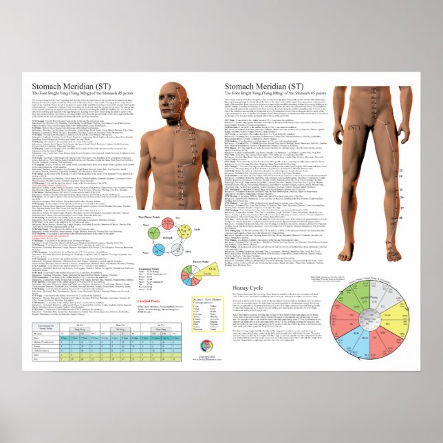 Poster Stomach Meridian Acupuncture Points (Frente)