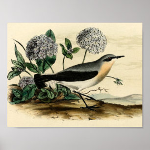 Póster Stonechat Wren