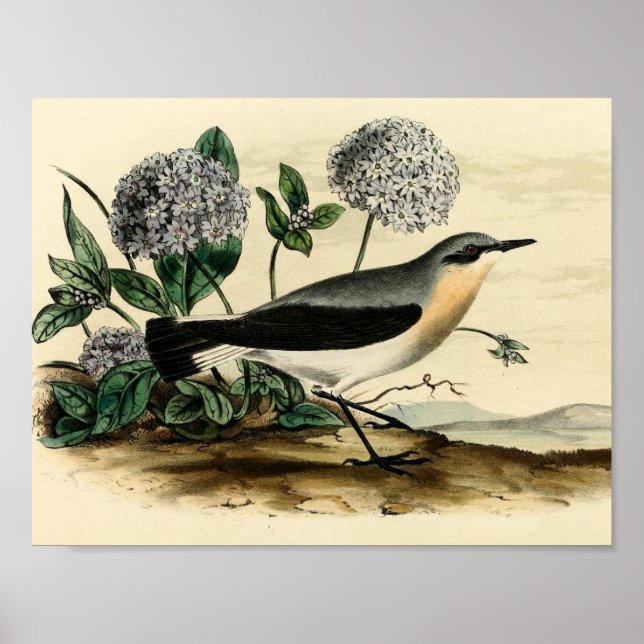 Póster Stonechat Wren (Frente)