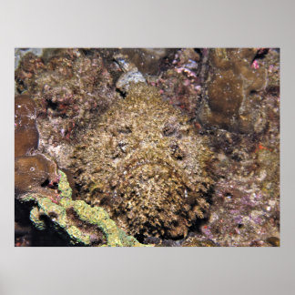 Poster Stonefish