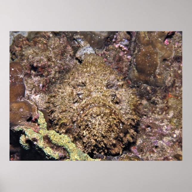 Poster Stonefish (Frente)