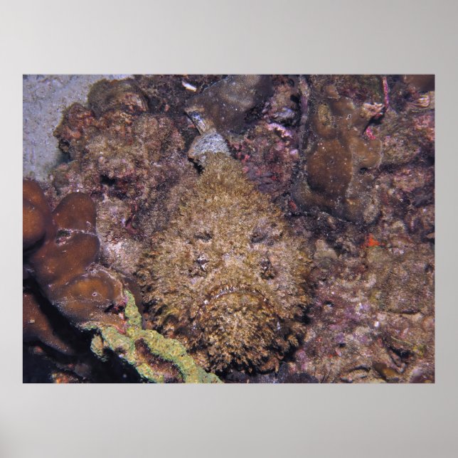 Poster Stonefish letal (Frente)