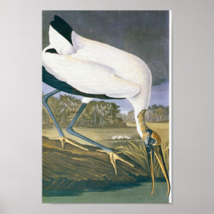 Póster Stork Americano de John James Audubon
