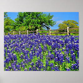 Poster Storybook Bluebonnet Flores de Fotografia