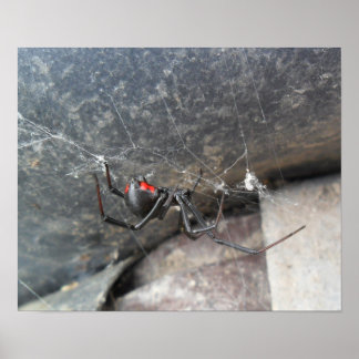 Póster Strands Silken