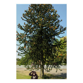 Póster Strange enough to puzzle a monkey.