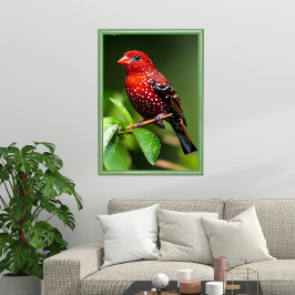 Poster Strawberry Finch