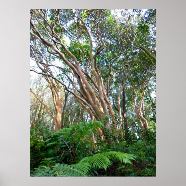 Poster Strawberry Guava Trees (Frente)