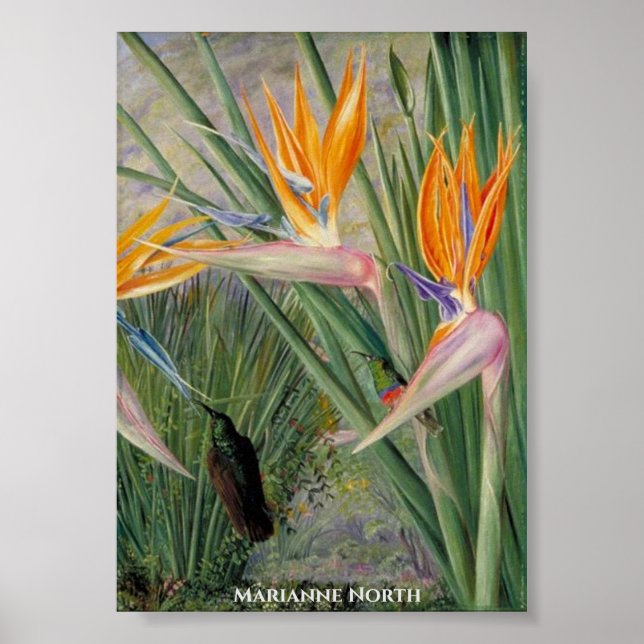 Poster Strelitzia Flowers e Sugar Birds Marianne Norte (Frente)