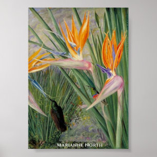 Poster Strelitzia Flowers e Sugar Birds Marianne North
