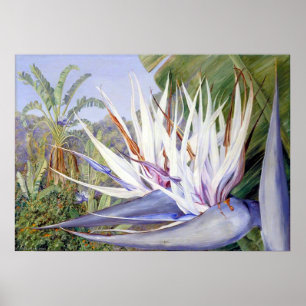 Poster Strelitzia por Marianne North - Paisagem Exótica