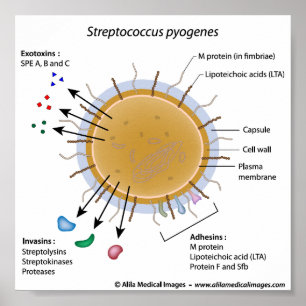 Poster Strep pyogenes rotulado como diagrama.