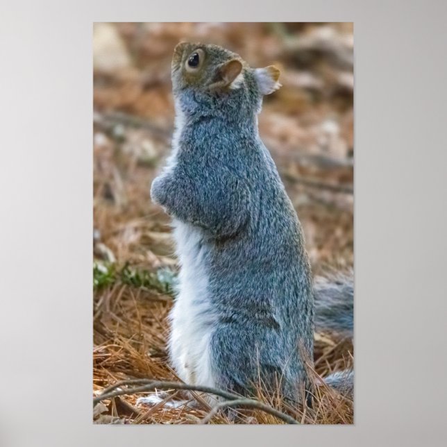 Poster Stretch  (Frente)
