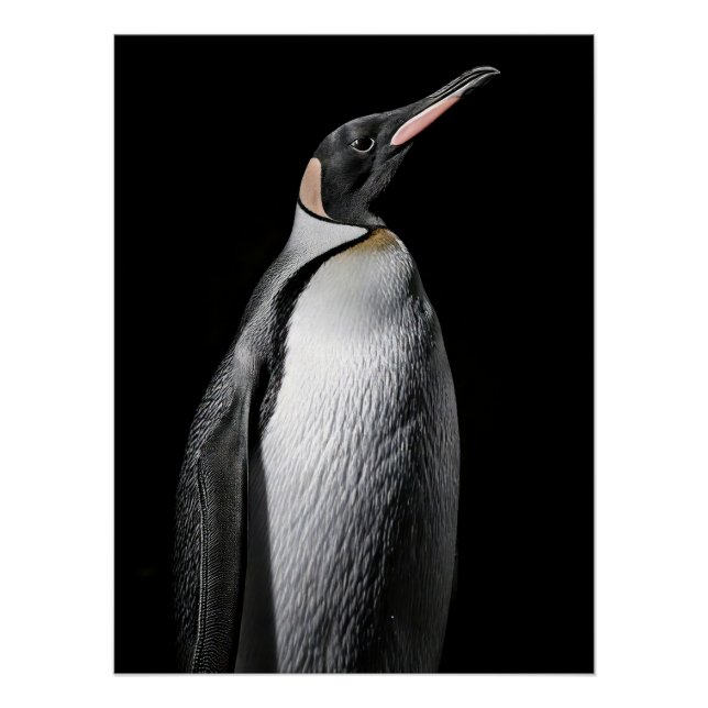 Póster  Striking High Contrast Emperor Penguin Fine Art  (Frente)