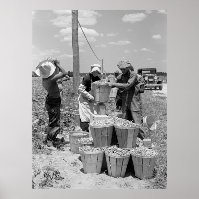 Póster String Bean Pickers em Maryland: 1937 (Frente)