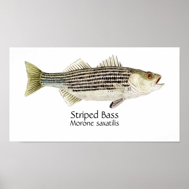 Poster Striped Bass Art (Frente)
