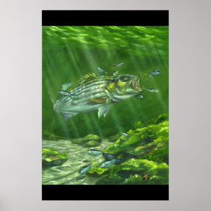 Póster "Striped Bass on the Rocks"