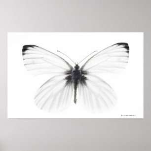Póster Studio shot of sharp-veined white butterfly