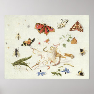 Póster Study of Insects and Flowers