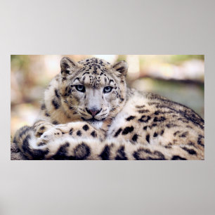 Poster Stunning snow-leopard portrait