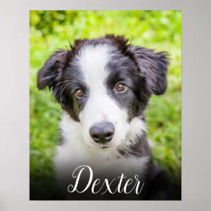 Poster Sua Foto de Animal de Estimação Favorita