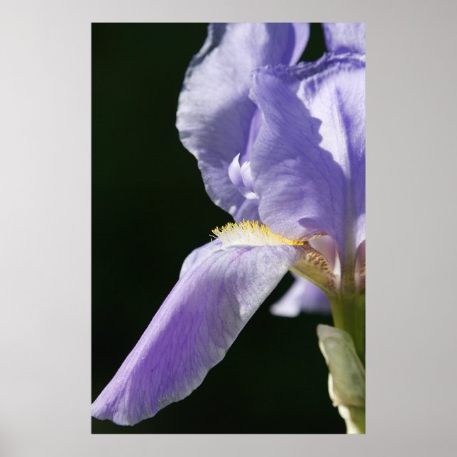 Póster Suave E Delicado (Frente)